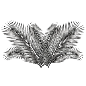 Black and white illustration of several palm fronds.